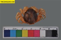 藏品(短指和尚蟹)的圖片